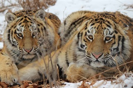 WCS Statement on 40 Percent Increase of Tiger Numbers
